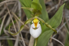 Small White Lady's-slipper, Cypripedium candidum Small White Lady's-slipper, Cypripedium candidum