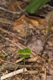 Small’s Twayblade, Neottia smallii