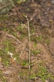 Small’s Twayblade, Neottia smallii