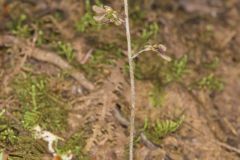 Small’s Twayblade, Neottia smallii