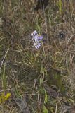 Smooth Aster, Symphyotrichum laeve