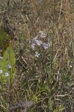 Smooth Aster, Symphyotrichum laeve