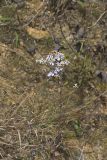 Smooth Aster, Symphyotrichum laeve