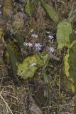 Smooth Aster, Symphyotrichum laeve