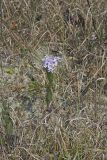 Smooth Aster, Symphyotrichum laeve