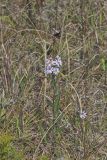 Smooth Aster, Symphyotrichum laeve