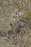 Smooth Aster, Symphyotrichum laeve