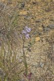 Smooth Aster, Symphyotrichum laeve