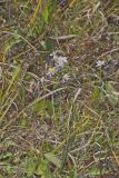 Smooth Aster, Symphyotrichum laeve