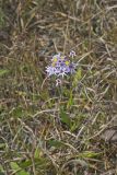 Smooth Aster, Symphyotrichum laeve
