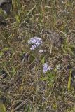 Smooth Aster, Symphyotrichum laeve