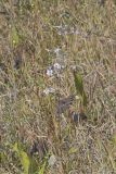 Smooth Aster, Symphyotrichum laeve