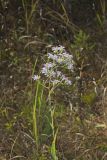 Smooth Aster, Symphyotrichum laeve