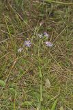 Smooth Aster, Symphyotrichum laeve