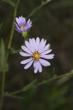 Smooth Aster, Symphyotrichum laeve