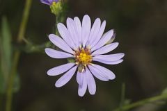 Smooth Aster