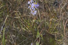 Smooth Aster, Symphyotrichum laeve
