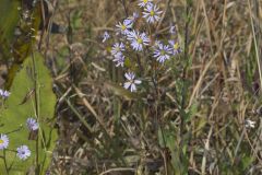 Smooth Aster, Symphyotrichum laeve