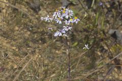 Smooth Aster, Symphyotrichum laeve
