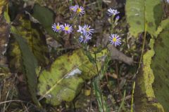 Smooth Aster, Symphyotrichum laeve