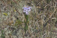 Smooth Aster, Symphyotrichum laeve