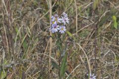 Smooth Aster, Symphyotrichum laeve