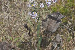 Smooth Aster, Symphyotrichum laeve