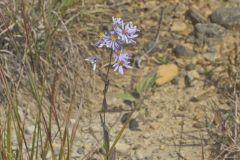 Smooth Aster, Symphyotrichum laeve