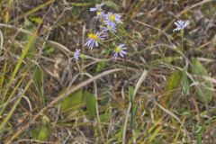 Smooth Aster, Symphyotrichum laeve