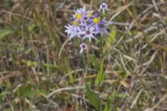 Smooth Aster, Symphyotrichum laeve