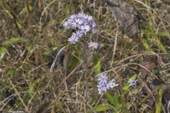 Smooth Aster, Symphyotrichum laeve