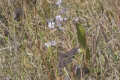 Smooth Aster, Symphyotrichum laeve