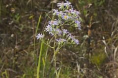 Smooth Aster, Symphyotrichum laeve