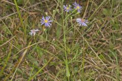 Smooth Aster, Symphyotrichum laeve