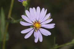 Smooth Aster, Symphyotrichum laeve