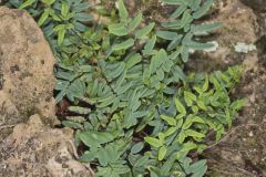 Smooth Cliffbrake, Pellaea glabella