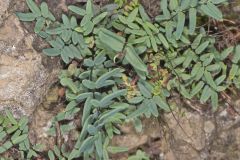 Smooth Cliffbrake, Pellaea glabella