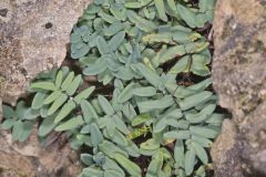 Smooth Cliffbrake, Pellaea glabella