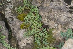 Smooth Cliffbrake, Pellaea glabella