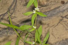 Smooth False Buttonweed, Spermacoce glabra