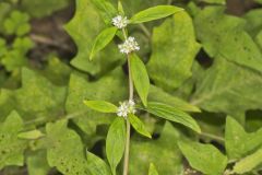 Smooth False Buttonweed, Spermacoce glabra