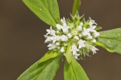 Smooth False Buttonweed, Spermacoce glabra