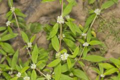 Smooth False Buttonweed, Spermacoce glabra