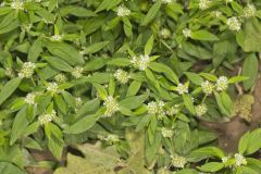 Smooth False Buttonweed, Spermacoce glabra