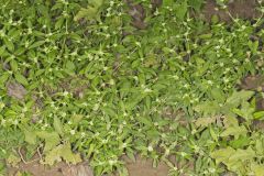 Smooth False Buttonweed, Spermacoce glabra