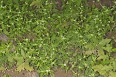 Smooth False Buttonweed, Spermacoce glabra