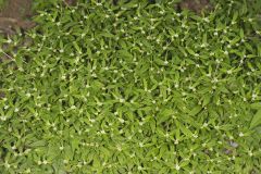 Smooth False Buttonweed, Spermacoce glabra