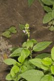 Smooth Hedgenettle, Stachys tenuifolia