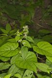 Smooth Hedgenettle, Stachys tenuifolia