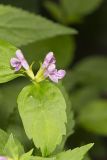 Smooth Hedgenettle, Stachys tenuifolia